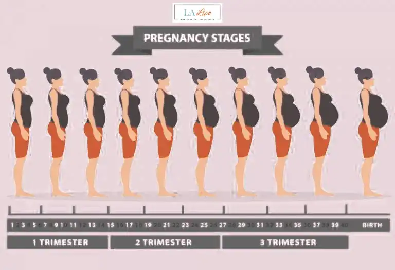 First Trimester (Weeks 1–12): Early Changes You Might Not Notice Edinburgh